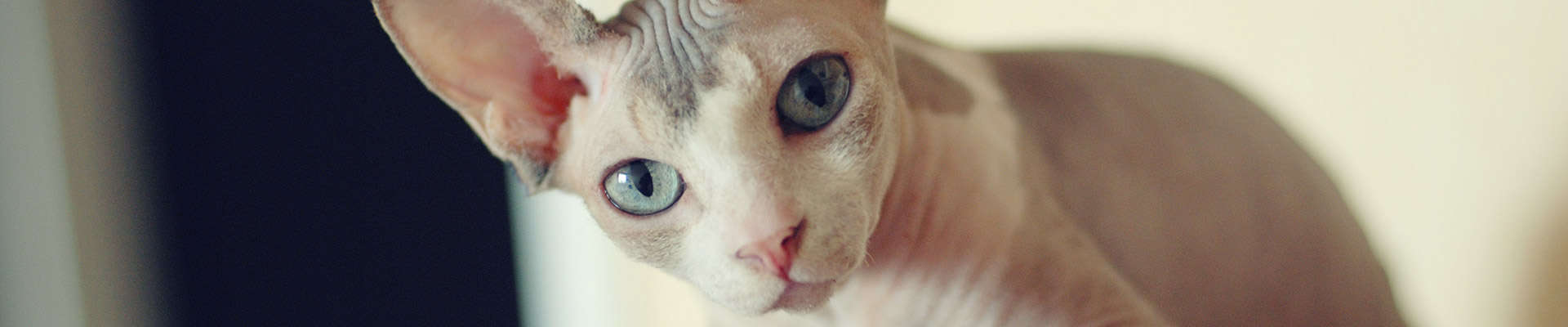 Sphynx: o guia completo que você merece