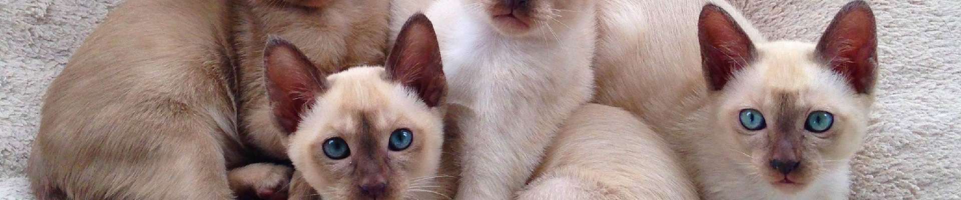 Tonquinês: o gato que derruba o mito do felino indiferente