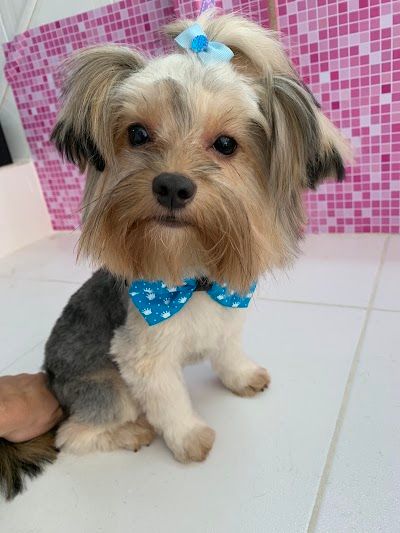 Pet Shop Cãotinho da Beleza