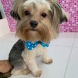 Pet Shop Cãotinho da Beleza