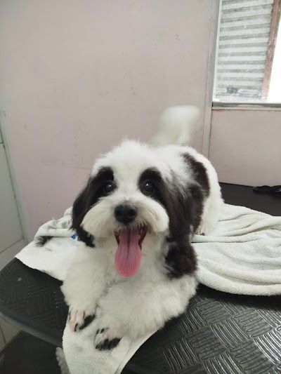 Pet Shop Mayllow