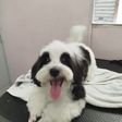 Pet Shop Mayllow