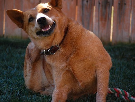 Antipulgas para cachorro: por que a coceira volta mesmo com o produto certo