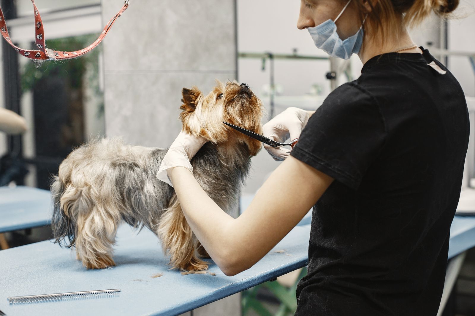 Tesouras profissionais para grooming: por que a ferramenta certa define o acabamento
