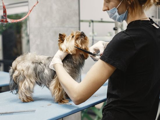Tesouras profissionais para grooming: por que a ferramenta certa define o acabamento
