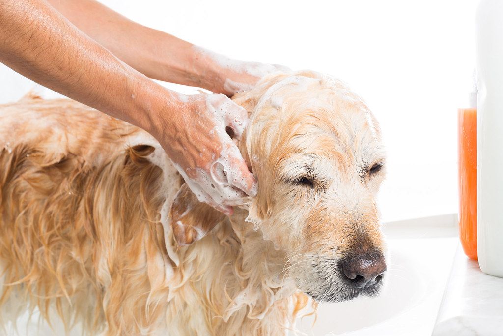 Banho e tosa de cachorro: o guia completo, com o porquê de cada etapa