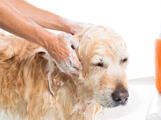Banho e tosa de cachorro: o guia completo, com o porquê de cada etapa