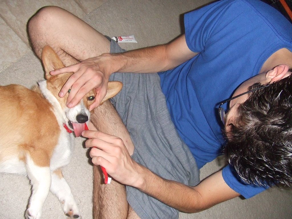 Escovar os dentes do cachorro: o que a placa faz até virar um problema no coração