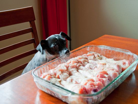 15 alimentos proibidos para cachorro que podem matar