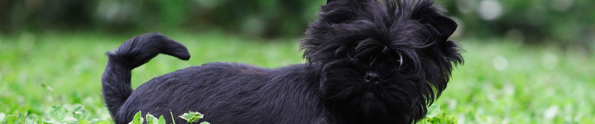 Affenpinscher