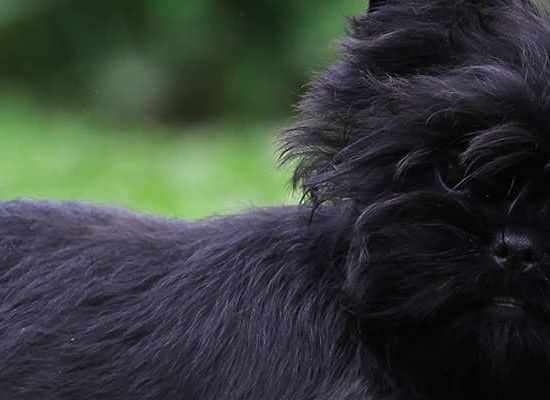 Affenpinscher