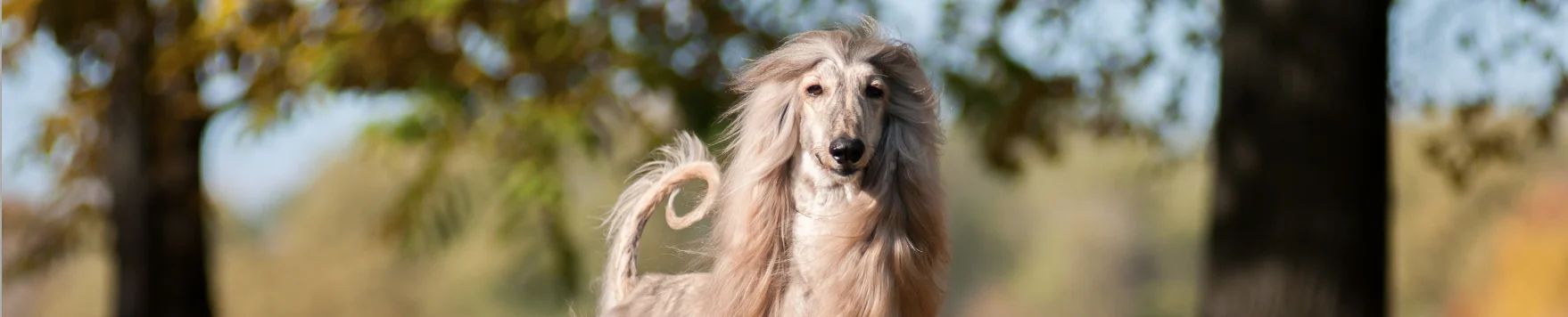 Afghan Hound