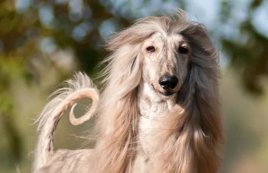 Afghan Hound
