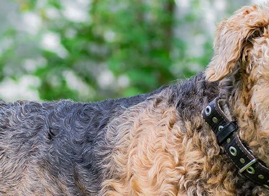 Airedale Terrier