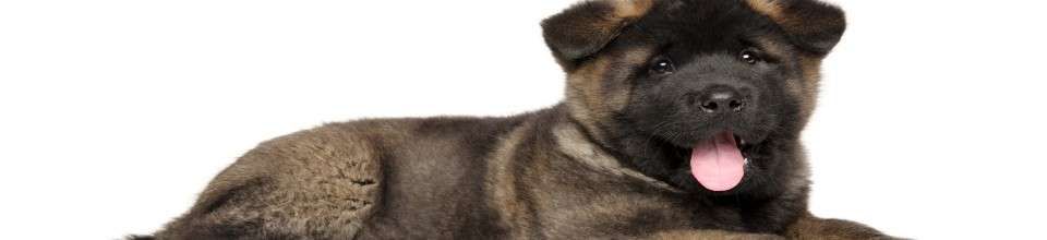 Akita Americano