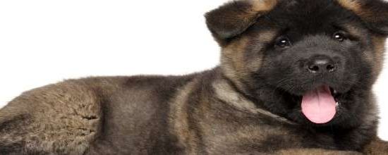 Akita Americano