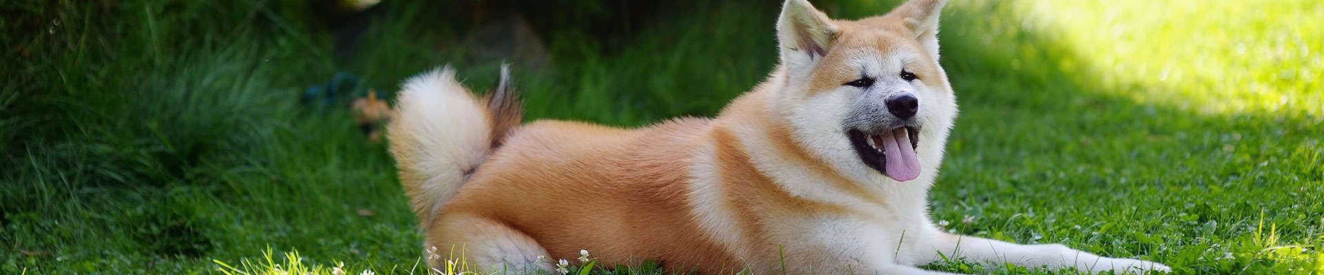 Akita Inu
