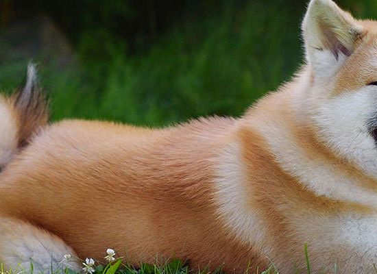 Akita Inu