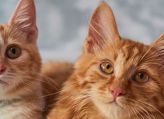 American Bobtail