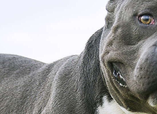 American Bully
