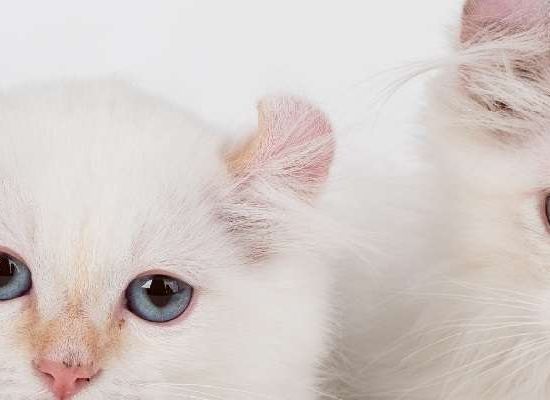American Curl