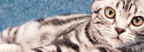 American Shorthair