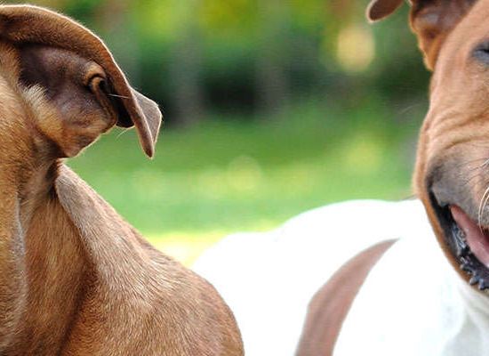 American Staffordshire Terrier