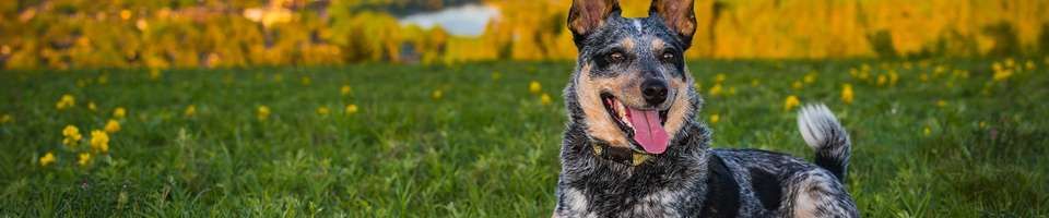 Australian Cattle Dog