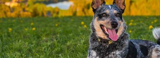 Australian Cattle Dog