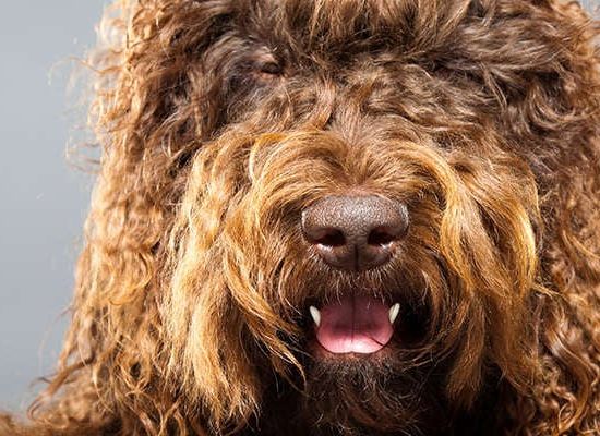 Barbet