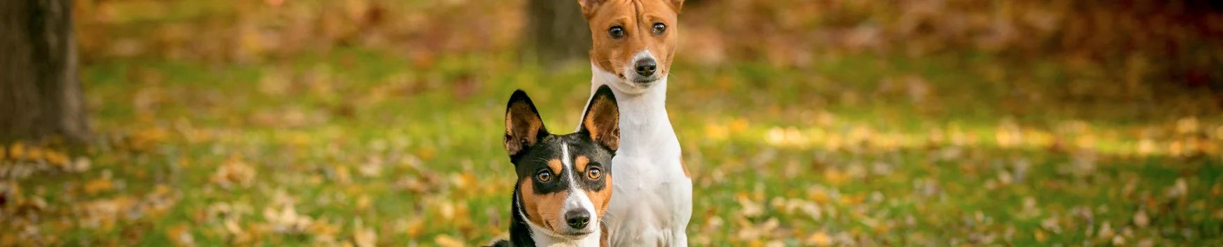 Basenji