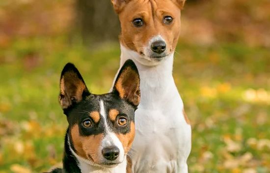 Basenji