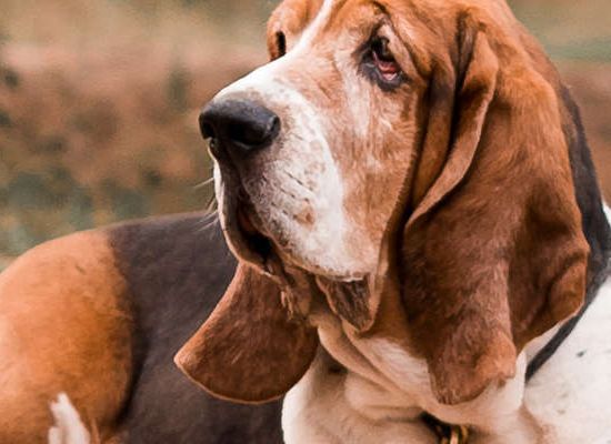 Basset Artesiano Normando