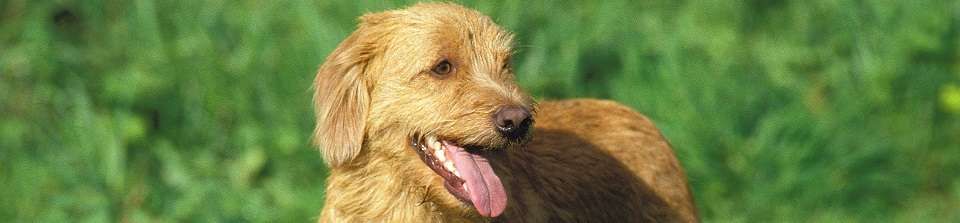 Basset fulvo da bretanha