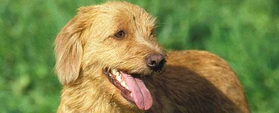 Basset fulvo da bretanha