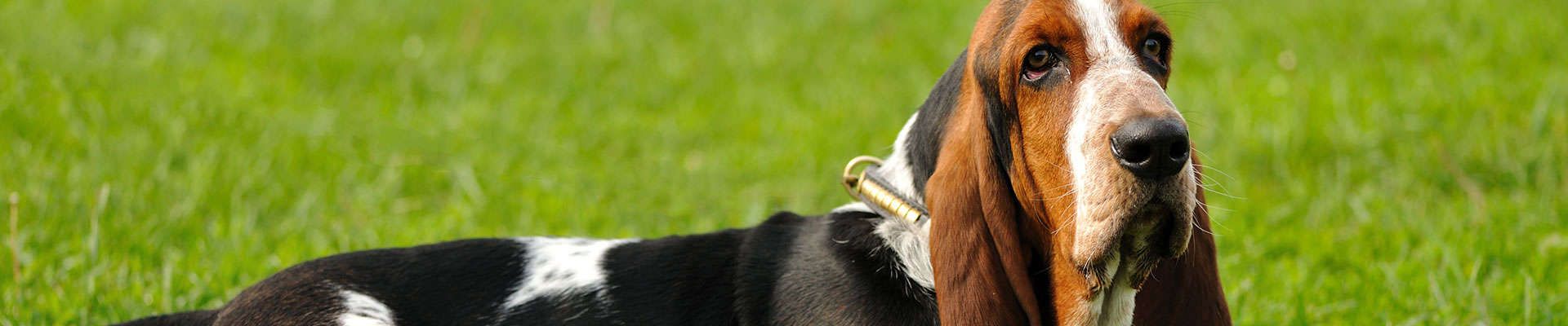 Basset Hound