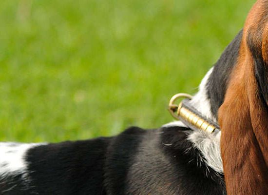 Basset Hound