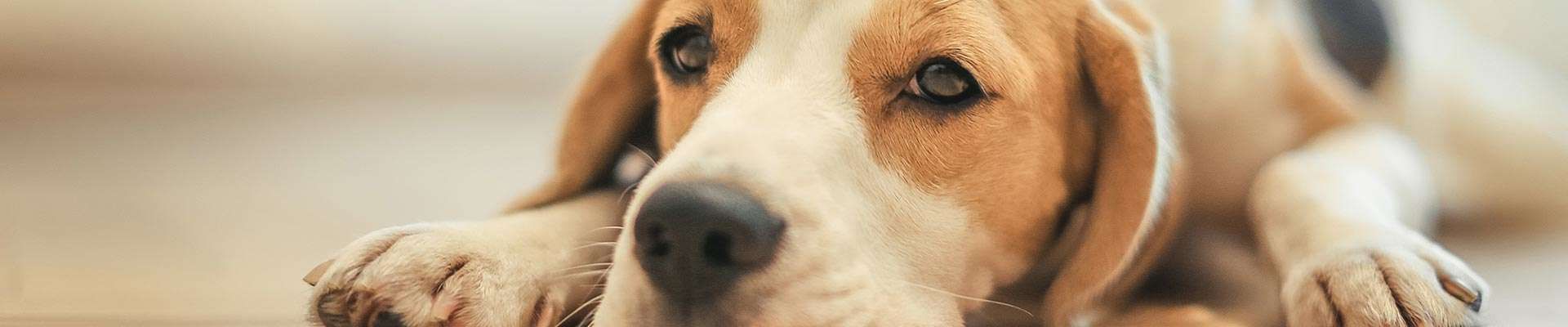 Beagle