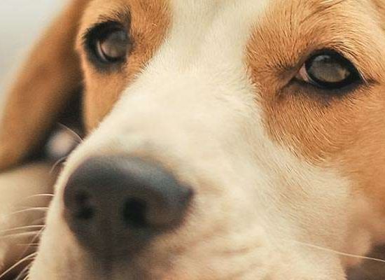 Beagle