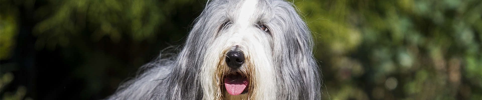 Bearded Collie