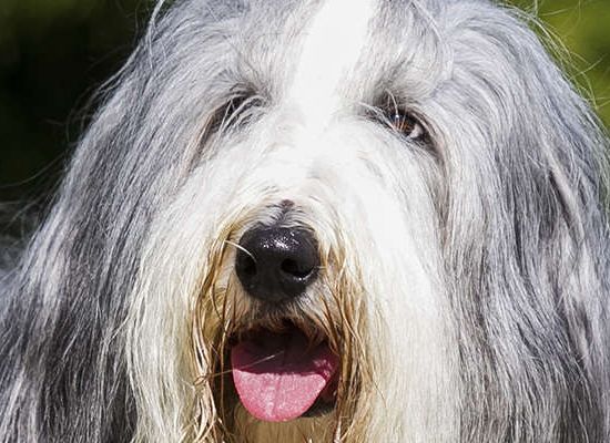 Bearded Collie