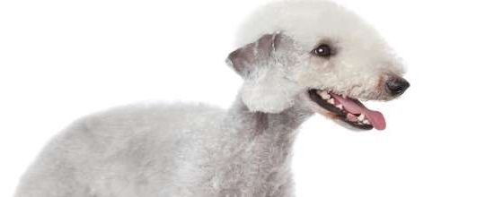 Bedlington Terrier