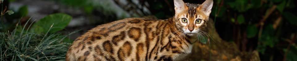Bengal