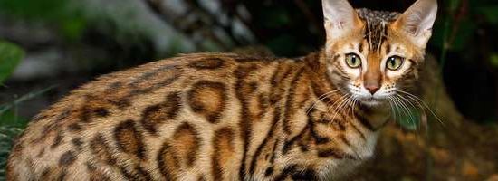 Bengal