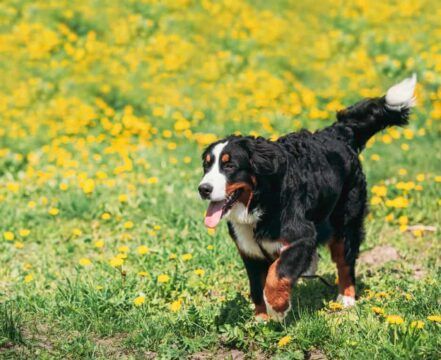 Bernese