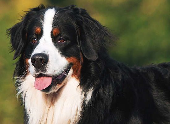 Bernese Mountain Dog