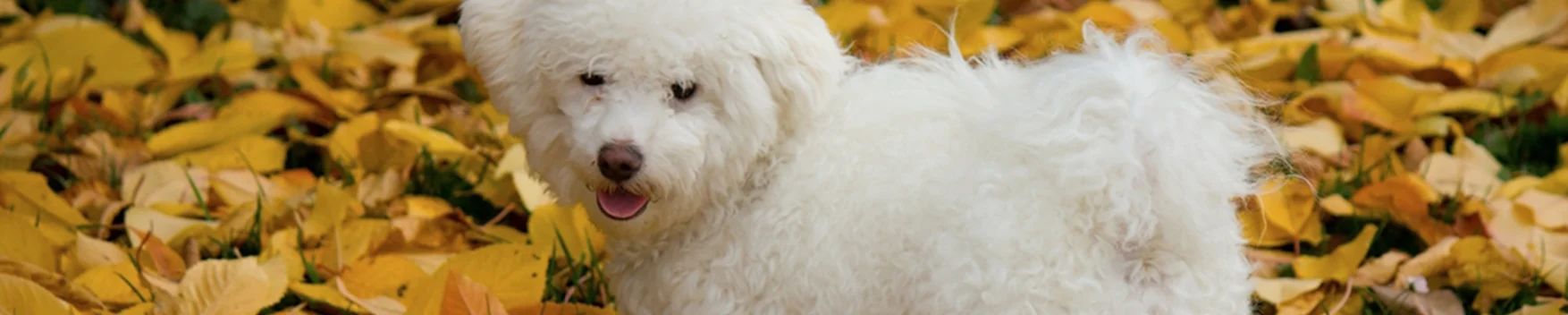 Bichon Bolonhês
