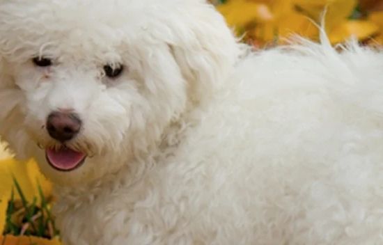Bichon Bolonhês