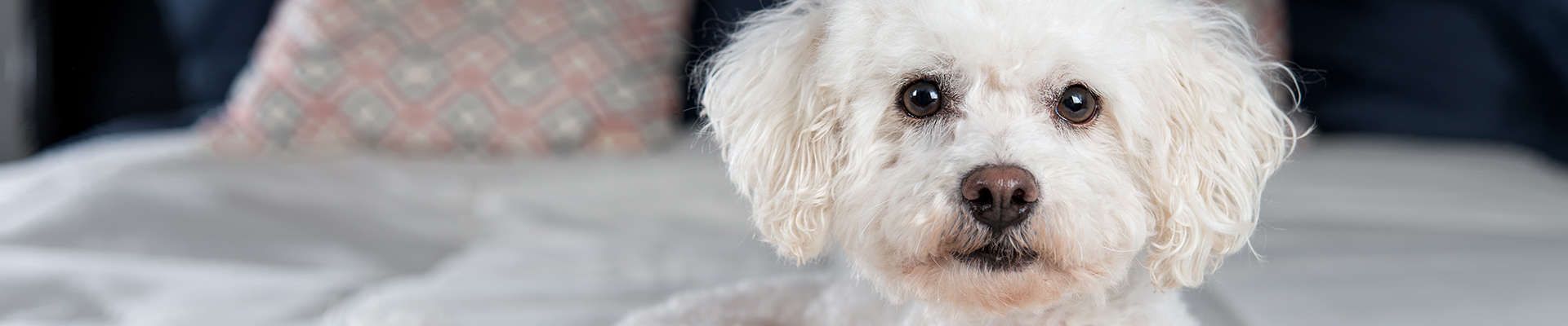 Bichon Frisé