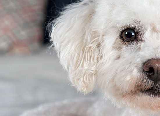 Bichon Frisé